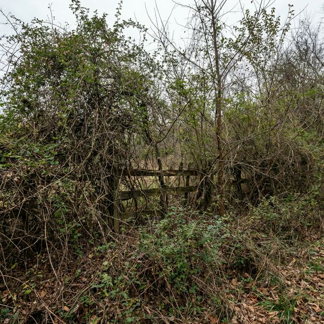 Impenetrable honeysuckle and briars, fence buried under 8 years of overgrowth