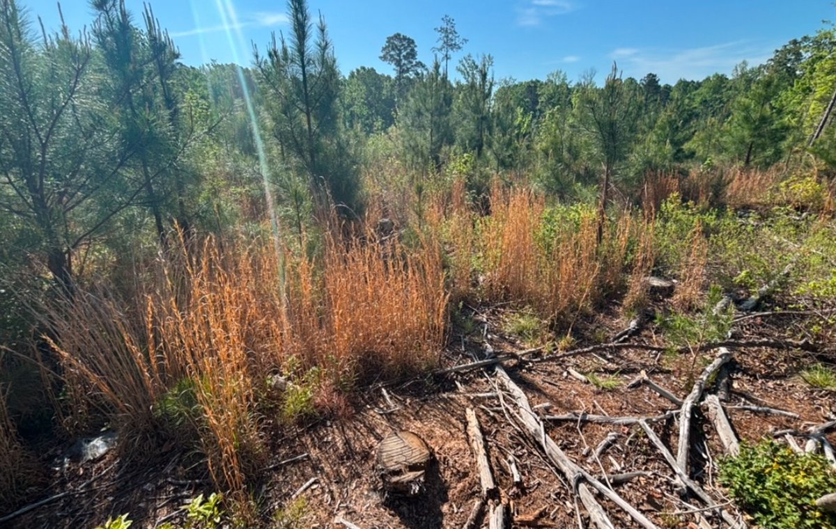 Fire Mitigation before